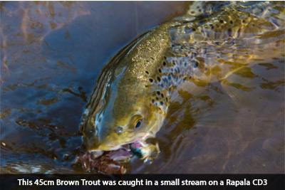 brown trout rapala social fishing