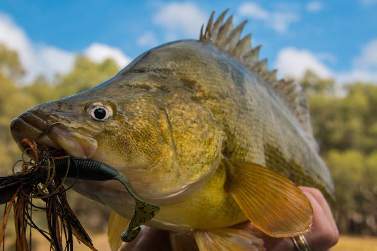 The 5 Best Lure Types for Murray Cod