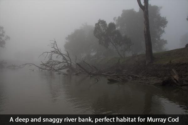 murray cod structure