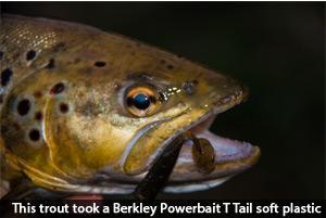 trout social fishing berkley powerbait t tail soft plastic