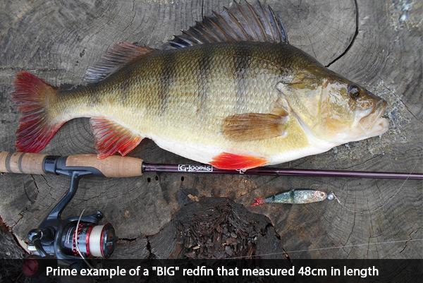 Brilliant looking redfin and trout spinners 