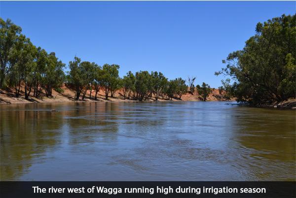 Murrumbidgee River west Wagga Wagga