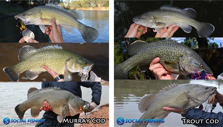 trout cod murray cod identification