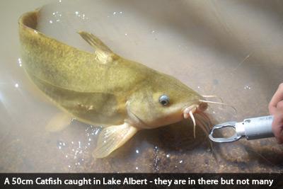 lake albert fishing catfish