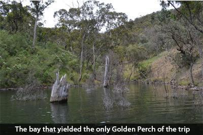 lake eildon golden perch