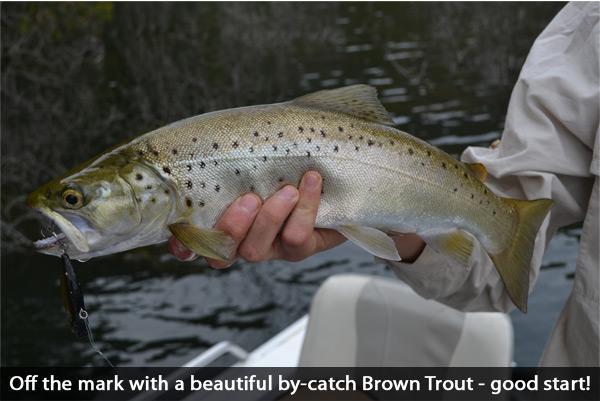 social fishing brown trout
