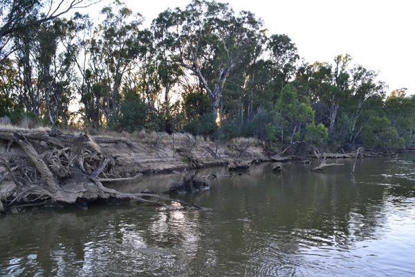 Big logs structure murray cod