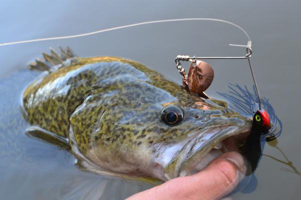 cod smell nostrills lures