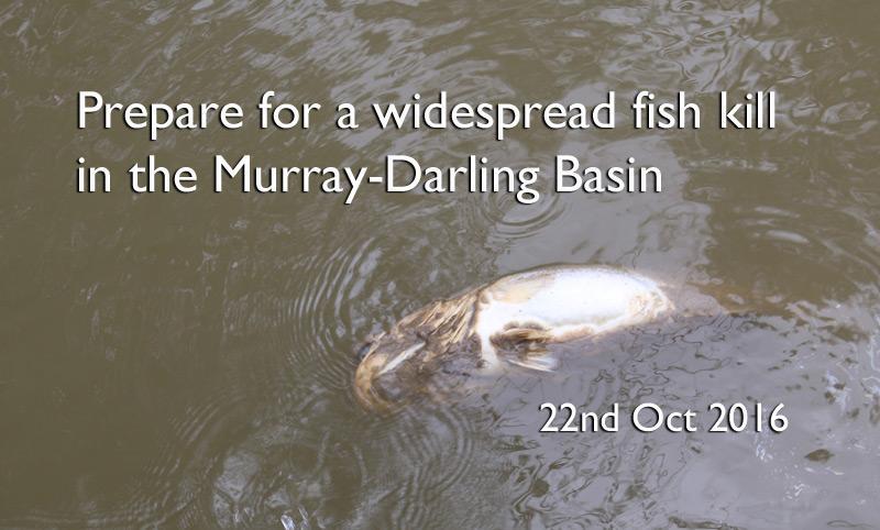 Prepare for a widespread fish kill in the Murray-Darling Basin – Social ...