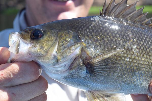 Australian Bass are one of the hardest fighting freshwater fish in Australia