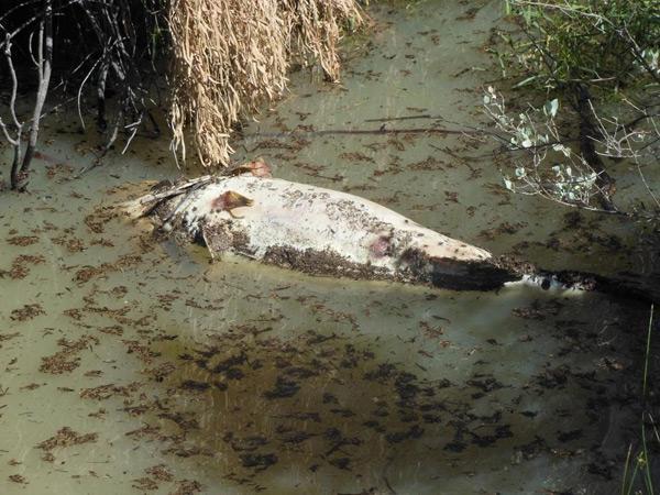 blackwater dead murray cod