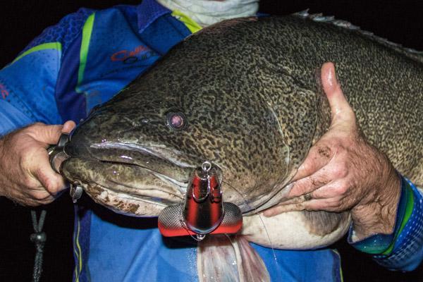 monster murray cod surface