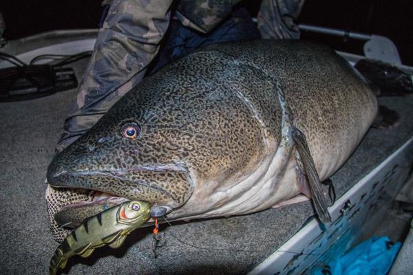 Giant Dreams – Tallis Cotterill Doubles up on Metre Murray Cod