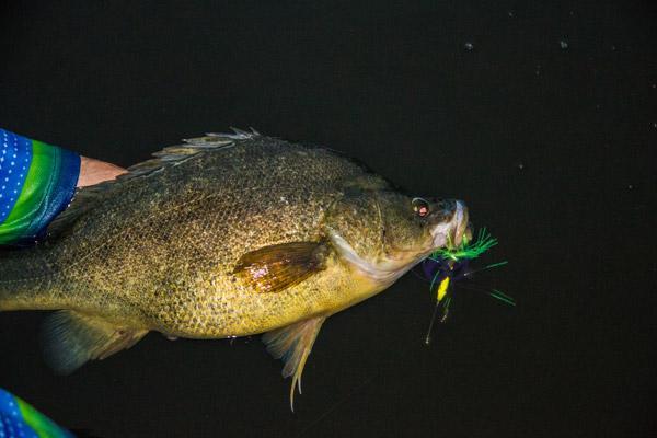 5 Tips for Targeting Spring Golden Perch – Social Fishing