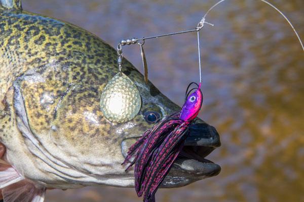 New Killer Crank 12cm Wild Weedless Surface Duck Murray Cod/Bass Fishing Lure 