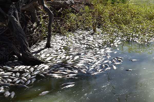 massive darling river fish dead
