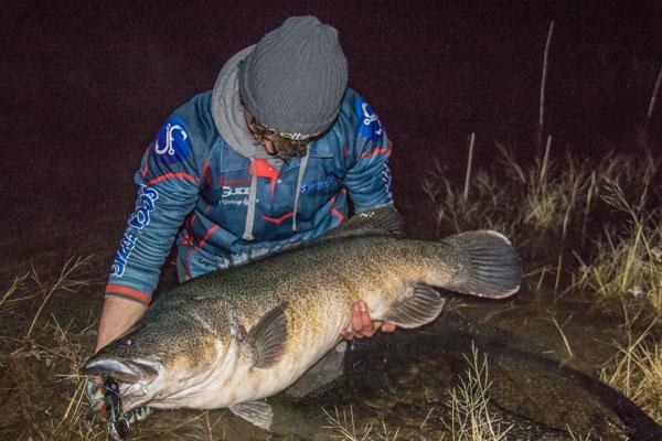 rhys creed in water with a 112cm murray cod
