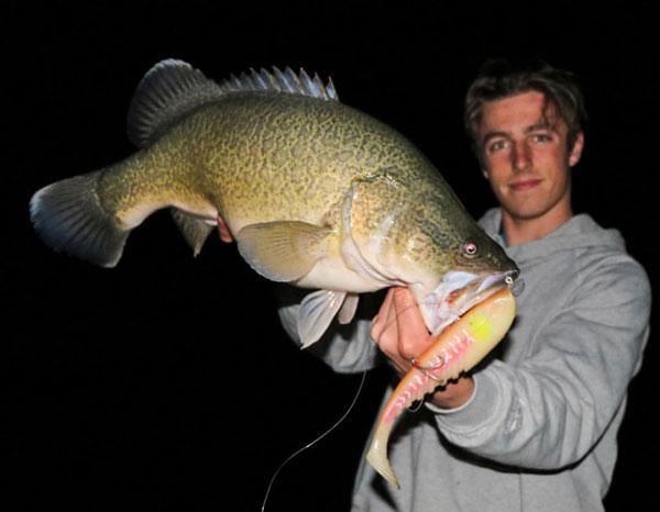 Young man with a murray cod in the dark, caught on a lure